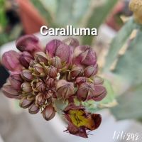 เก๋งจีน caralluma​