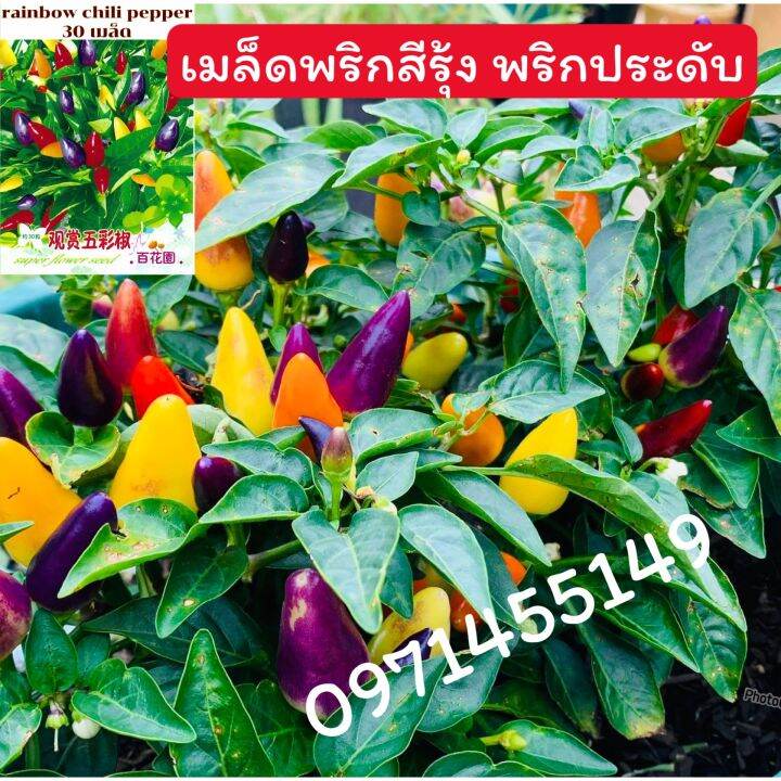 เมล็ดพริกประดับคละ คละสีต้นเตี้ยเมล็ดพันธุ์นำเข้า30เมล็ด | Lazada.co.th เมล็ดพริกประดับคละ คละสีต้นเตี้ยเมล็ดพันธุ์นำเข้า30เมล็ด | Lazada.Co.Th