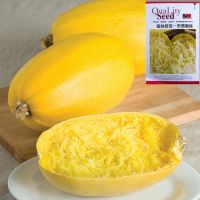 เมล็ดฟักทองสปาเก็ตตี้ 18-20เมล็ด spaghetti squash Original Packaging สายพันธุ์ OP