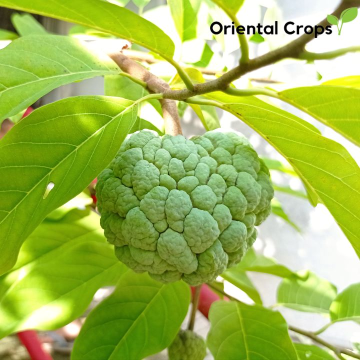 dahon ng atis sugar apple or seeds binhi for planting | Lazada PH