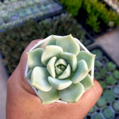 Graptoveria Tricolor /กุหลาบหิน/ไม้อวบน้ำกระถางสองนิ้วสางพร้อมกระถาง