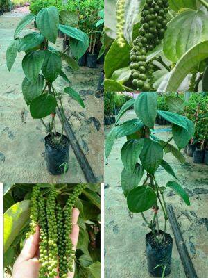 🌳พริกไทยซีลอน🌳สูง40-50cm.
หลังใบมีสีเขียวเข้ม มันวาว ท้องใบสีเขียวอ่อน ดอกมีลักษณะเป็นดอกย่อยสีขาว หรือสีเหลืองอ่อน 50-150 ดอกต่อช่อ ผลทรงกลมแบบเมล็ดเดียว แข็ง เส้นผ่าศูนย์กลางประมาณ 6 มม. ผลอ่อนมีสีเขียว