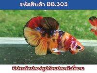 ปลากัดนีโม่หลากสี สีสด เพศผู้พร้อมรัด ขนาด1.4-1.5นิ้ว