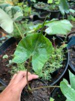 Alocasia macrorrhiza Stingray (อโลคาเซีย หางกระเบน)? Alocasia Stingray เป็นไม้ใบที่ช่วยฟอกอากาศ จัดส่งแบบกระถาง 4 นิ้ว✔️ ต้นไม้แข็งแรงรากเดินดี พร้อมส่งของวันต่อวันค่ะ