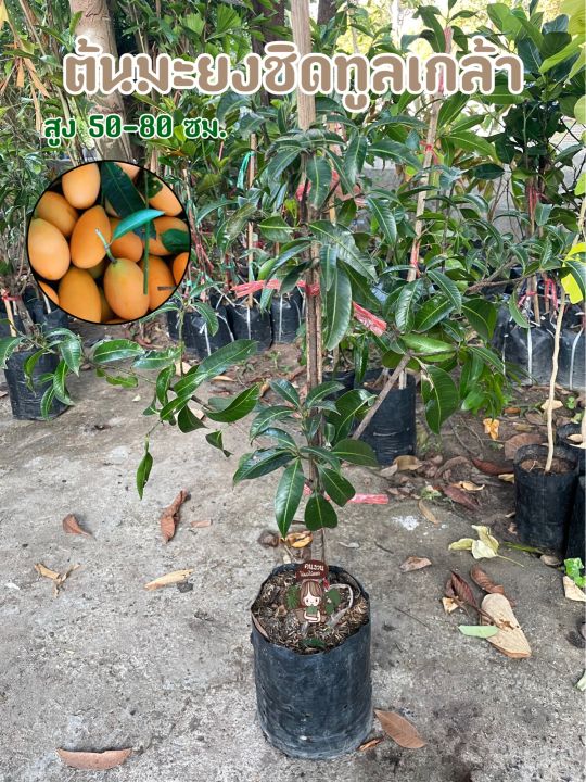 (ชุด2ต้น) ต้นมะยงชิด พันธุ์ทูลเกล้า ทาบกิ่ง จัดส่งต้น 50-80 ซม. ลูกใหญ่ รสชาติดี ปลูกง่าย ดูแลง่าย โตไว