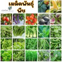 เมล็ดพันธุ์ ตรา ภูเขาทอง ปลูกง่าย โตไว