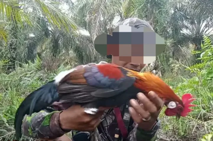 40 LOBANG RACIK AYAM HUTAN JERAT AYAM 20 TIANG TANCAP JEBAKAN AYAM