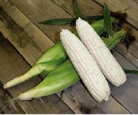 เมล็ดพันธุ์ ข้าวโพด หวาน เพียวไวท์ ญี่ปุ่น (Pure White Sweet Corn F1 Seed) บรรจุ 5 เมล็ด ของแท้ 100%