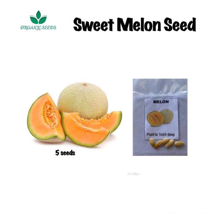 Melon Fruit Seeds (5pcs seeds) Lazada PH
