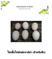 ไข่เชื้อไก่ยักษ์บราห์ม่า (สำหรับฟัก) ราคาต่อ 6ใบ