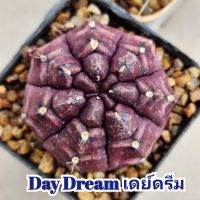 Gymno Day Dream เดย์ดรีม ไม้ชำหน่อมีรากแล้ว