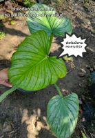 philodendron mamei หรือ philodendron silver cloud  ฟิโลเดรนดรอน เมมิอายหรือฟิโลเดรนดรอนซิลเวอร์คลาว #เป็นไม้ประดับ #ไม้สะสม#ไม้ฟอกอากาศ** ส่งพร้อมกระถางขนาด8นิ้ว**