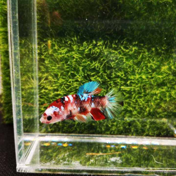 Lazada 2024 betta fish