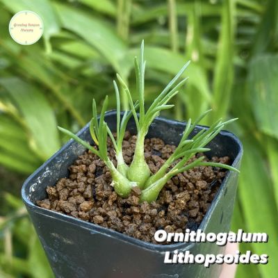 Ornithogalum Lithopsoides ไม้อวบน้ำ แคคตัส กระบองเพชร ต้นไม้