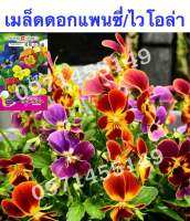 เมล็ดดอกแพนซี่/ไวโอล่า/ดอกหน้าแมว 50 เมล็ด Pansy(Viola) เมล็ดนำเข้า