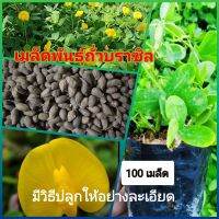 เมล็ดพันธุ์ถั่วบราซิล 100 เมล็ด ตกแต่งสวนสวนหย่อม สนามหญ้าพืชคลุมดิน