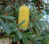 Banksia ต้นแบงเซีย