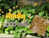 เมล็ดพันธุ์ผักเผ็ด 1000 เมล็ด(ภาคเหนือ)เมล็ดใหม่งอกดี ผักคราด ผักคราดหัวแหวน ผักตุ้มหู (ใต้) หญ้าตุ้มหู อึ้งฮวยเกี้ย (จีน)

หม่าล่าอีสาน