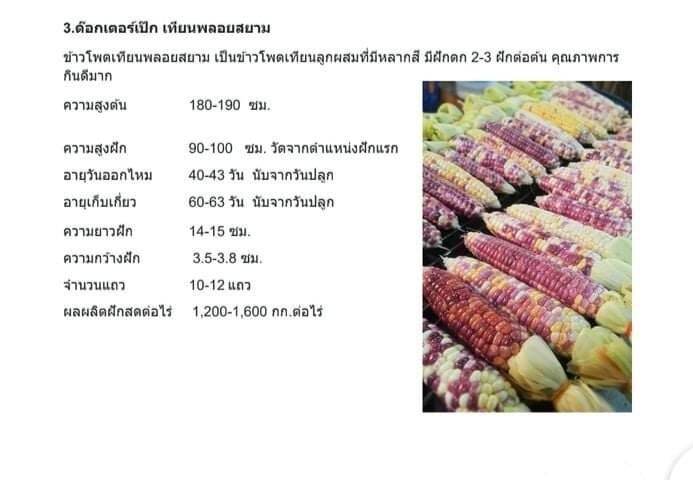 เมล็ดพันธุ์ข้าวโพดเทียนพลอยสยาม-แพค100กรัม-สายพันธุ์แท้จากผู้ผลิต