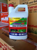 ไกลโฟเสท (Glyphosate)