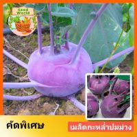 เมล็ดพันธุ์กะหล่ำปมสีม่วง 500เมล็ด เมล็ดพันธุ์ผักสวนครัว เมล็ดโคราบี้สีม่วง เมล็ดผักต่างประเทศ ปลูกง่าย น้ำหนักดีปลูกได้ตลอดปี