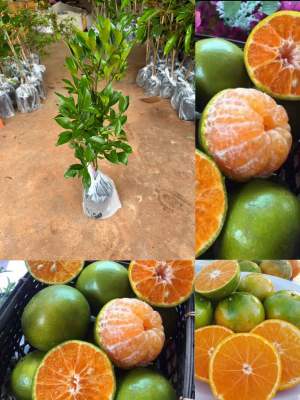 ต้นส้มเขียวหวานส้มโชกุน เสียบยอด ขนาดต้น 60-80 ซม. สามารถปลูกใส่เข่งได้ 1 ปีติดผล