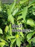 ต้นหว้า สูง 50-70ซม. ในถุงขนาด3.5×9นิ้ว