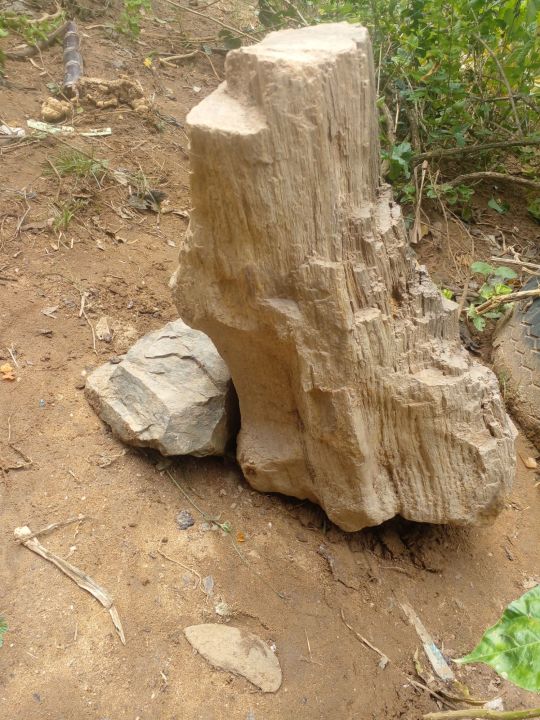 ไม้กลายเป็นหิน