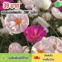 เมล็ดพันธุ์ ดอกคอสมอสคัพเค้ก คละสี บรรจุ 200 เมล็ด