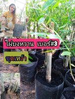 ต้นพันธุ์ไผ่บงหวานเบอร์ 3 แบบขุดเหง้าต้นพันธุ์สูงประมาณ 40-50 cmรากแน่น รากเดินทะลุถุงชำ แข็งแรง พร้อมลงปลูก ติดง่ายโตไวให้ผลผลิตเร็ว