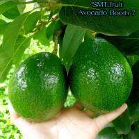 อโว​คา​โดพันธุ์​บูท​ 7( Avocado​ Booth 7)3-4ลูก​ 1​kg​ (ตัดใหม่25/9/65)​