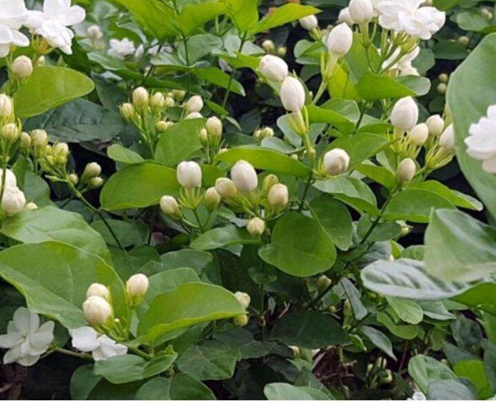 Real Plants Fragrant Jasmine Plant Jasminum Sambac Arabia Jasmine