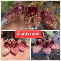 #กล้วยไม้สิงโตกลอกตา Bulbophyllum frostii Frosts