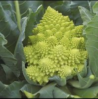 เมล็ดพันธ์ุ กะหล่ำดอก เจดีย์ (Romanesco Broccoli) บรรจุ 40 เมล็ด