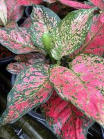 ต้นอัญมณีแดง อโกลนีมา Aglaonema sp. ‘Anyamanidaeng’