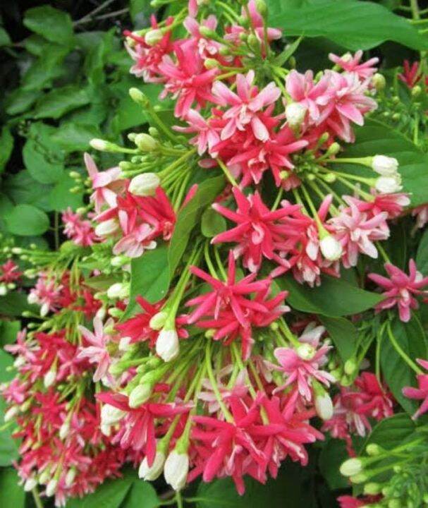 Rangoon Creeper Double Petals Lazada PH