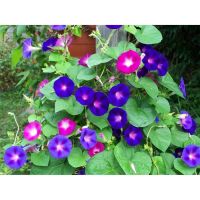 เมล็ดพันธุ์ มอร์นิ่ง กลอรี คละสี หรือ ดอกผักบุ้ง ฝรั่ง (Mixed Morning Glory Flower Seed) บรรจุ 10 เมล็ด