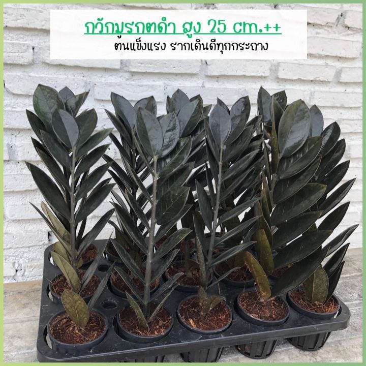 ต้นกวักมรกตดำหรือ กวักนิล Zamioculcas Zamiifolia Black อากาศ ไม้มงคลเรียกทรัพย์ ความสูง 25cm 4906