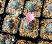 ต้นกระบองเพชรแมม กระบองเพชรริบูเทีย แมมแคตตัส สีออกแดง mam cactus ributia กระถาง 2.5" ดอกสีชมพูหวาน แตกเป็นกอ เลี้ยงง่าย รดน้ำอาทิตย์ละครั้ง