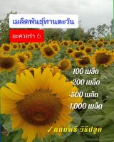 เมล็ดพันธุ์ทานตะวัน( อะควอร่า6) โชว์ดอกสวยงาม ทนแล้ง ให้ผลผลิตสูง