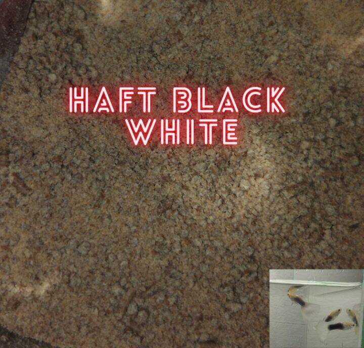 fish food for haft black white | Lazada PH