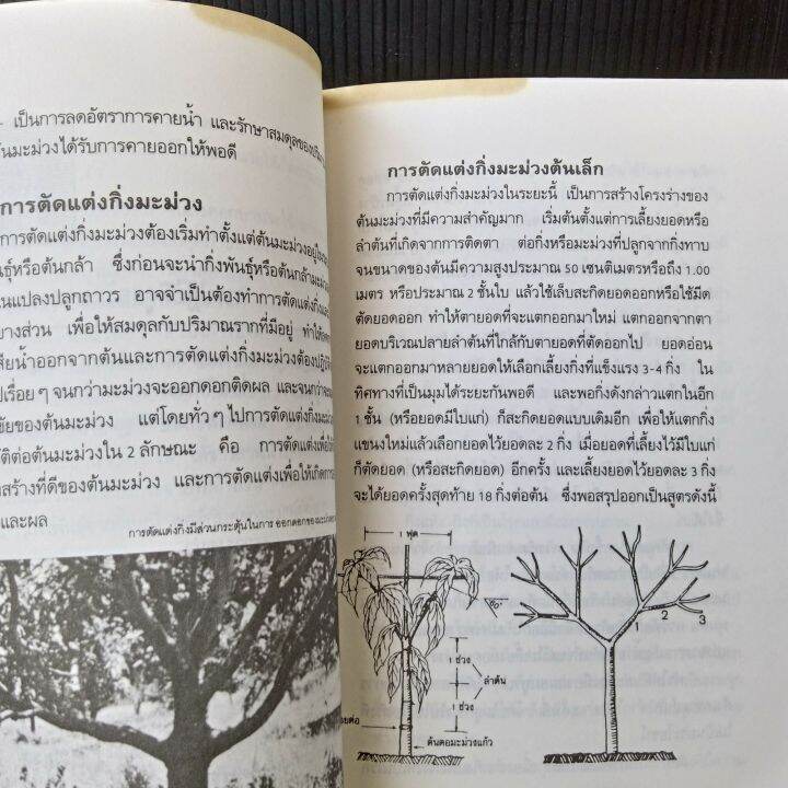 หนังสือ-มะม่วง-รวมเรื่องมะม่วง-1-การปฏิบัติดูแลรักษามะม่วง-เพื่อการออกดอกและติดผลที่ดี-110หน้า-มีคราบเหลือง-สันปกมีรอยถลอก-ตามรูป