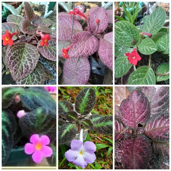 episcia different varieties | Lazada PH