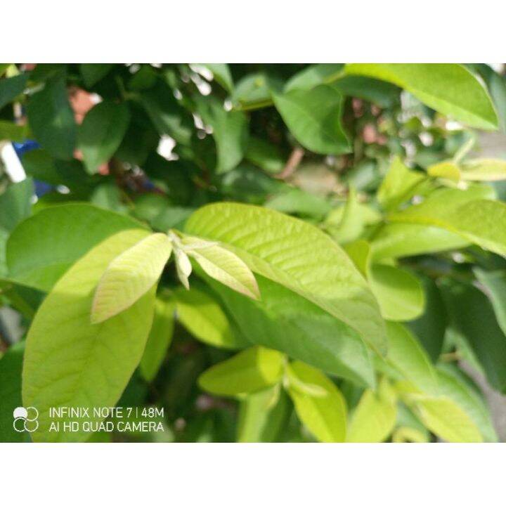 Fresh Guava Leaves / Dahon ng Bayabas | Lazada PH