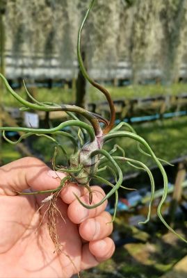 Tillandsia bulbosa black