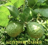 NEW เมล็ดพันธุ์ มะกรูด พันธ์ุหอมขจร จำนวน 5 เมล็ด