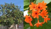 ต้นคอร์เดีย (Cordia sebestina L.) สูง 50-80 เซน (จำนวน 1 ต้น) #คลอเดีย #ต้นคลอเดีย