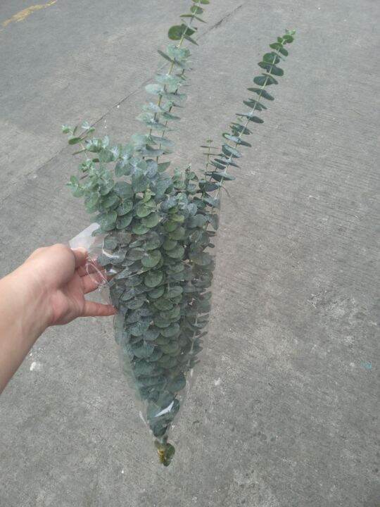 Fresh Eucalyptus Cuttings Lazada PH
