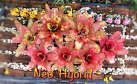 สับปะรดสี นีโอ ไฮบริด/ Neo. Hybrid/ฟอร์มใบยกลายเปอะแดงสดปลายใบเว้า กลมๆ น่ารักมาก