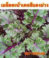 เมล็ดพันธุ์ คะน้าเคลสีแดงม่วง scarlet kale ประมาณ 50 เมล็ด